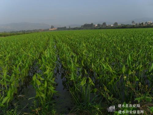 图片其版权均归原作者所有，未经许可严禁转载或建立镜像，如需转载，请与作者或本站联系