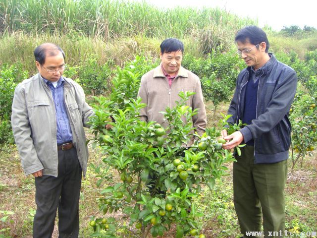 种植未满三年树龄沙糖桔已挂果