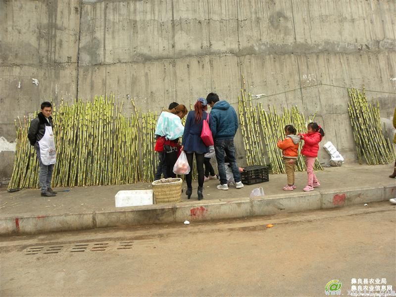 图片其版权均归原作者所有，未经许可严禁转载或建立镜像，如需转载，请与作者或本站联系