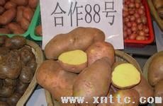 300吨合作88土豆预售