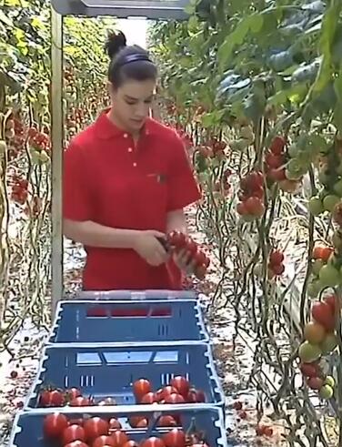 辣椒和西红柿的温室大棚种植技术